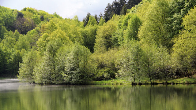Schutzwald an der Großen Dhünn-Talsperre Schutzwald an der Großen Dhünn-Talsperre